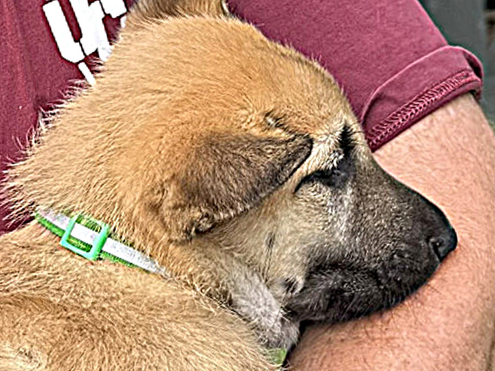 chinook puppy